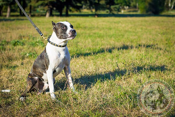 Pitbull black leather collar of classy design decorated with half-balls for safe walking