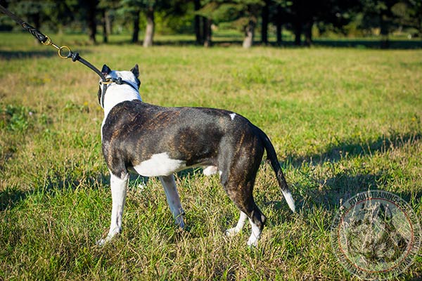 Pitbull black leather collar of high quality with brass plated fittings for any activity