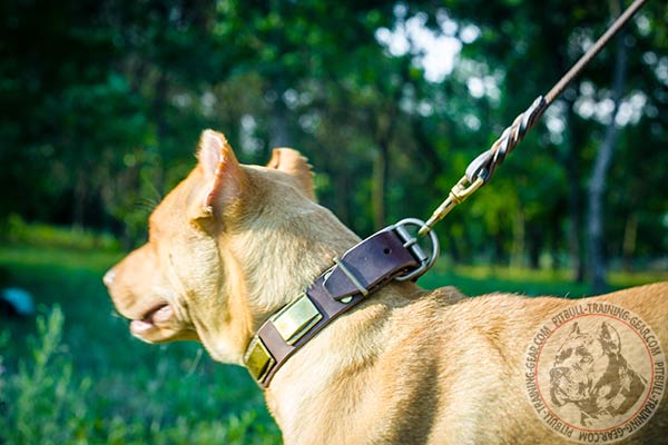 Pitbull brown leather collar of classy design with handset plates for improved control