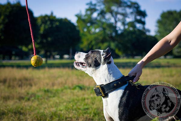 Pitbull black leather collar with durable handle for any activity