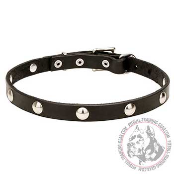 Leather Collar for Pit Bulls with shiny riveted studs