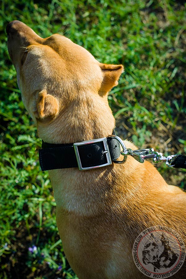 Pitbull nylon collar with rust-free hardware for walking