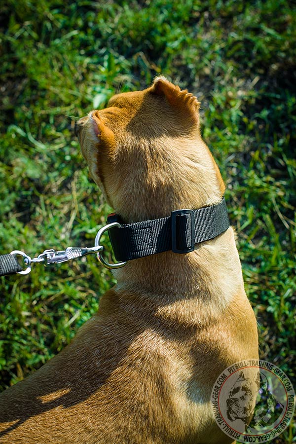 Pitbull nylon collar adjustable  quick release buckle for improved control