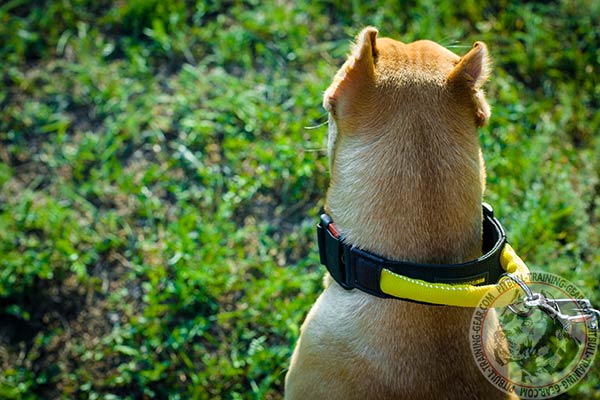 Pitbull nylon collar of lightweight material with d-ring for leash attachment for any activity