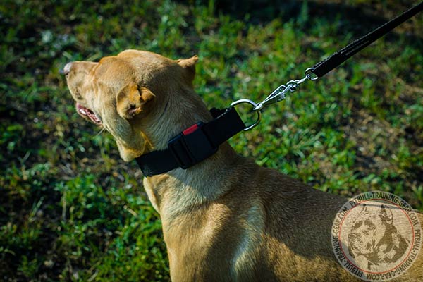 Pitbull nylon collar of lightweight material with nickel plated hardware for perfect control