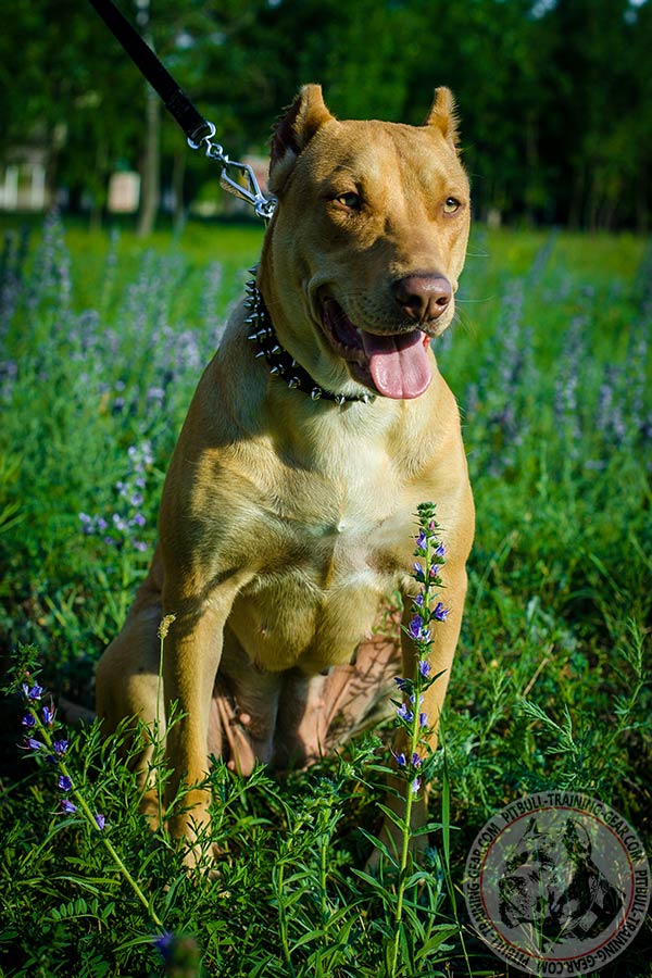 Pitbull nylon collar with rust-proof fittings for safe walking