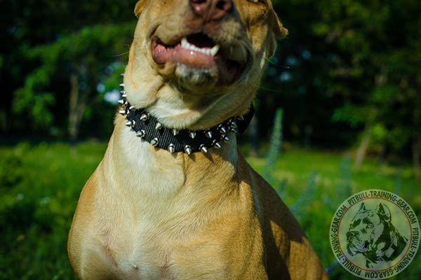 Pitbull nylon collar with strong nickel plated hardware for stylish walks