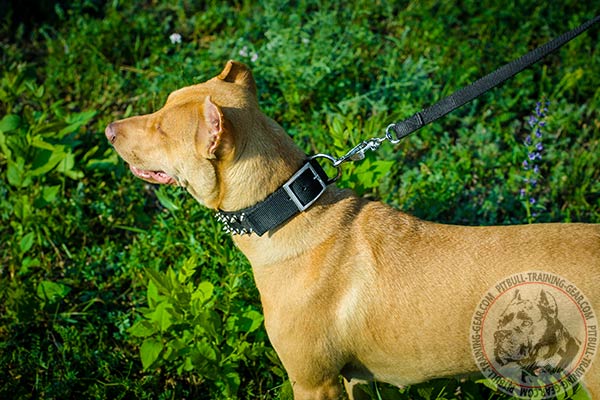 Pitbull nylon collar with reliable hardware for daily walks