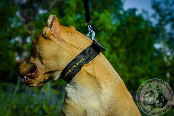 Pitbull nylon collar with strong hardware for professional use