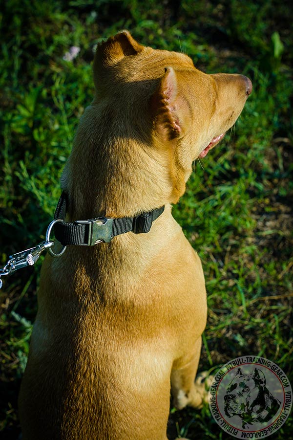 Pitbull nylon collar of lightweight material with nickel plated fittings for professional use