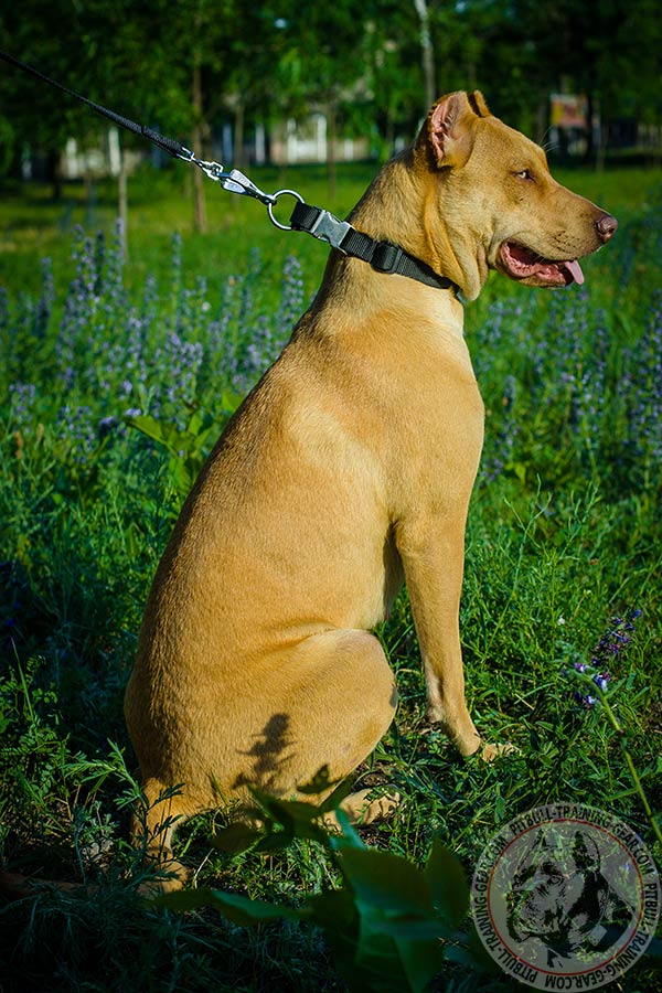 Pitbull nylon collar of high quality with nickel plated hardware for basic training