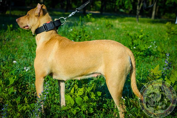 Pitbull nylon collar of high quality fittings for quality control
