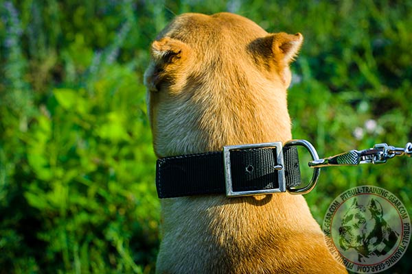 Pitbull nylon collar with durable nickel plated hardware for perfect control