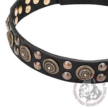 Pit Bull Dog Collar with Rustproof Brass Elements
