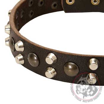 Rust Resistant Pyramids on Leather Pitbull Collar