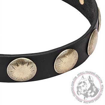 Brass plates of Pit Bull Dog Collar
