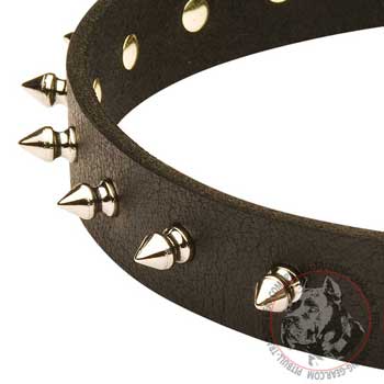Corrosion Resistant Spikes on Strong Leather American Pit Bull Terrier Collar for Training Sessions
