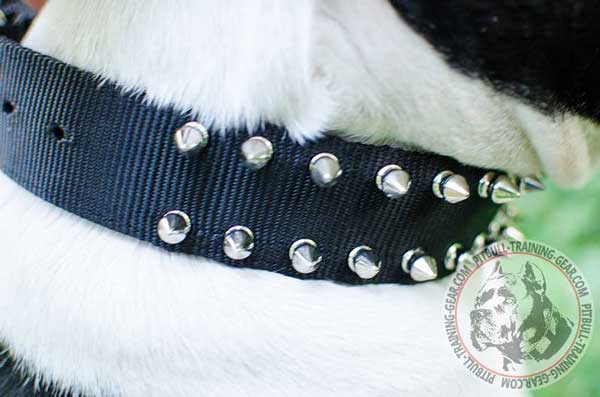 Shiny Spikes on Walking Nylon Dog Collar
