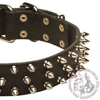 Nickel Plated Spikes on Pitbull Collar 