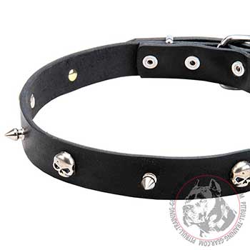 Trendy Steel Skulls and Spikes on Pitbull Leather Collar