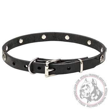 Strong collar for Pitbull with silvery hardware