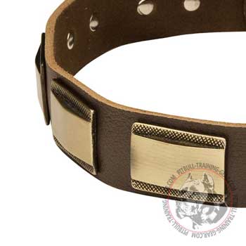 Golden-Like Brass Plates on Pitbull Collar