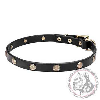 Nice Leather Dog Collar for Pit Bulls