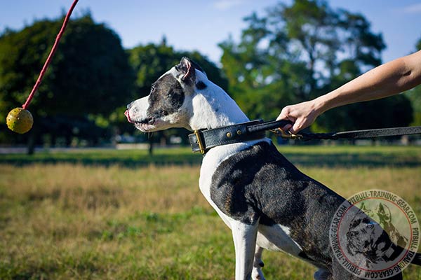 Pitbull rubber ball solid be-in-control handle basic training