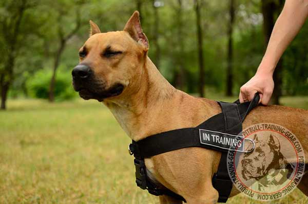 Nylon Training Harness for American Pit Bull Terrier With Front D-ring