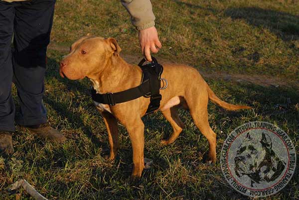 Nylon American Pit Bull Terrier Harness With Control Handle