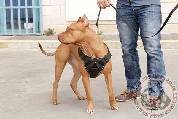 American Pit Bull Terrier harness with padded chest plate