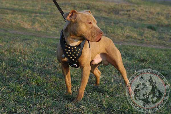 Studded Leather American Pit Bull Terrier Harness for Walking