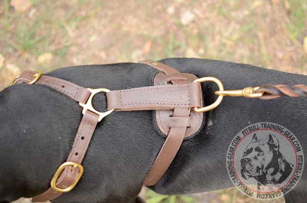 Back Plate Finish of a Tracking Leather Dog Harness