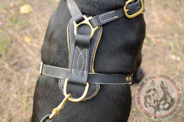 Brass hardware of leather dog harness