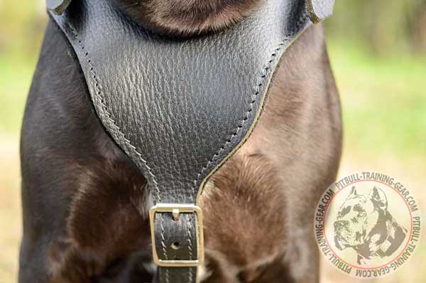Felt Padded Chest Plate on Attack/Agitation Leather Dog Harness