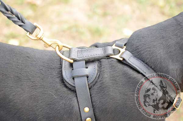 Wide D-Ring on Leather Adjustable Pitbull Harness