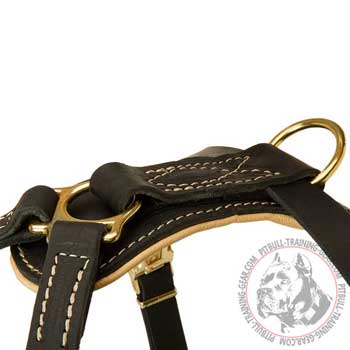 D-ring to attach leash to American Pit Bull Terrier harness