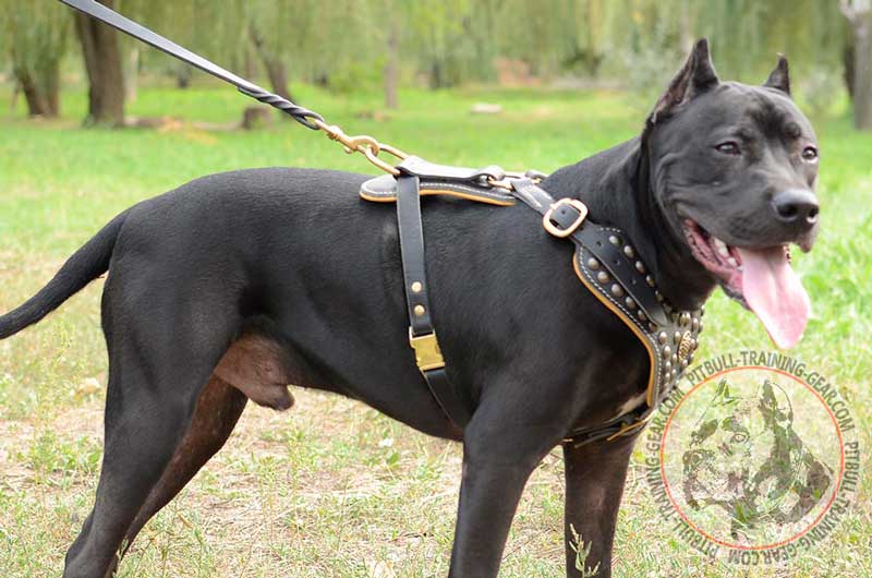 Get Designer Leather Pitbull Harness | Padded Dog Equipment