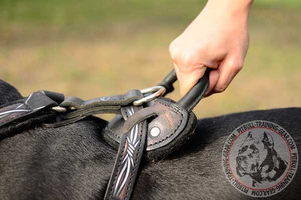 Leather Handle on Pit Bull Harness Adjustable 