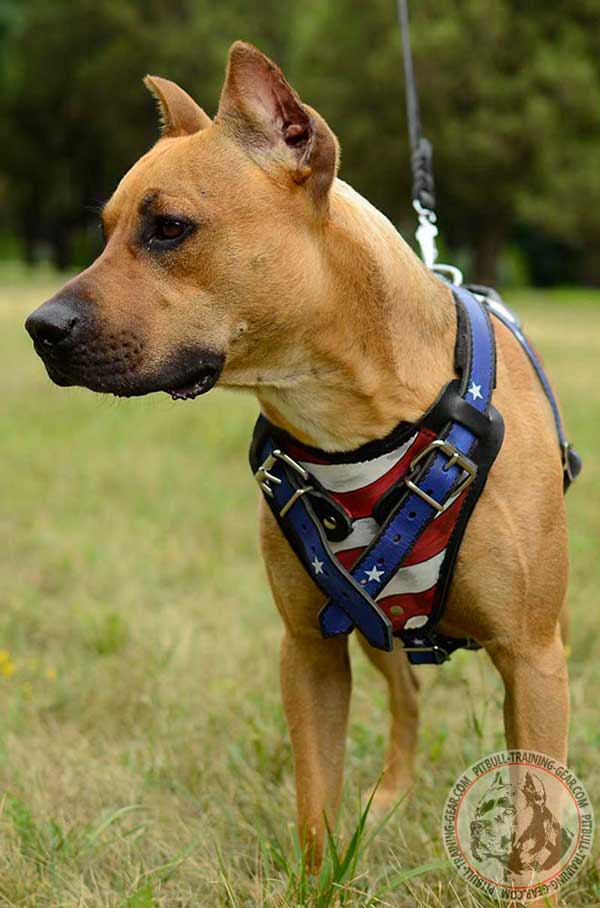 Custom Leather Walking Pit Bull Harness