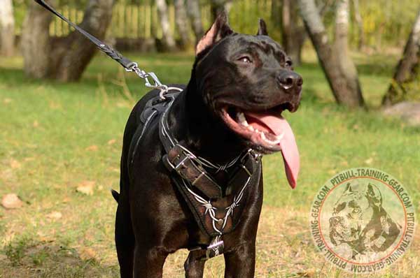 Adjustable Painted Fashion Leather Pitbull Harness