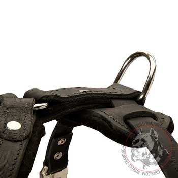 Reliable Nickel D-ring on Attack/Agitation Leather Harness for Pitbull