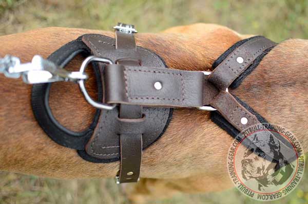 Resistant to Corrosion Nickel Fittings on Pit Bull Harness Leather