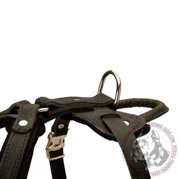 Rustproof Nickel Hardware on Leather Pitbull Harness with Handle