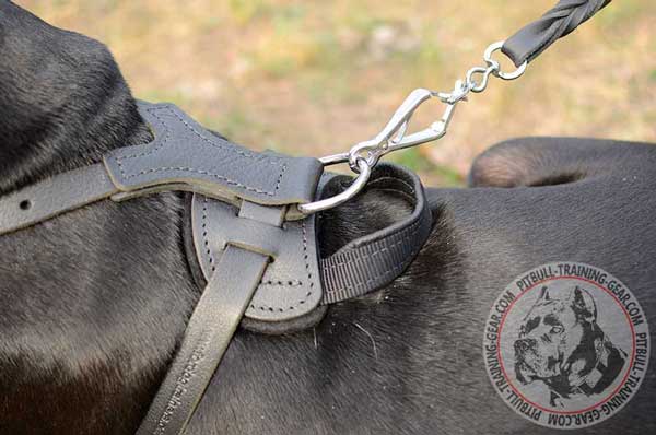Extra Strong Nickel D-Ring on Leather Dog Harness for Quick Leash Attachment