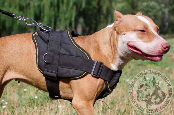 Nylon Pitbull harness with adjustable straps