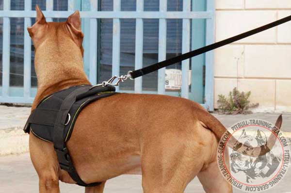 Nylon dog harness for Pit Bull training