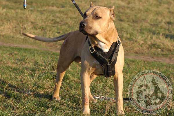 Adjustable Padded Leather Pit Bull Harness