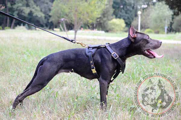 Tracking Leather Pit Bull Harness Soft Padded