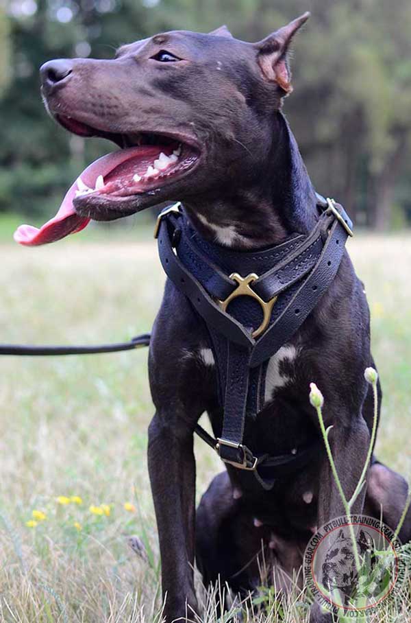 Felt Padded Leather Harness for Pitbull Walking